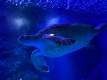 マクセル アクアパーク品川に投稿された画像（2022/1/7）