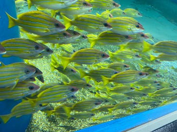 マクセル アクアパーク品川に投稿された画像（2022/1/7）