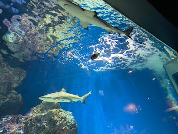 マクセル アクアパーク品川に投稿された画像（2022/1/7）