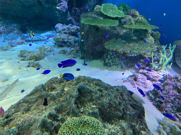 マクセル アクアパーク品川に投稿された画像（2022/1/7）