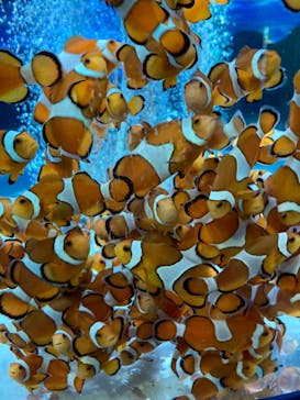 鴨川シーワールドに投稿された画像（2022/1/7）