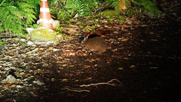 奄美ナイトツアーサービスに投稿された画像（2022/1/7）