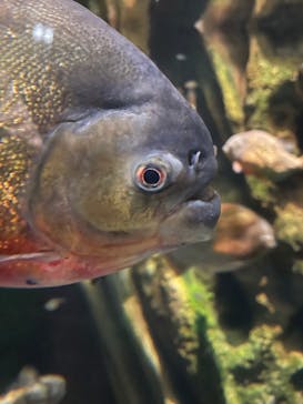 マクセル アクアパーク品川に投稿された画像（2022/1/7）