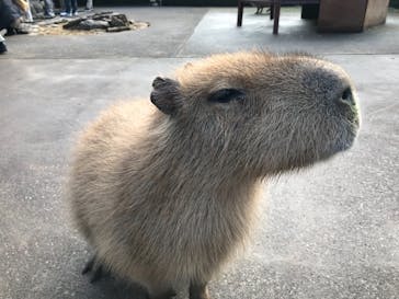 伊豆アニマルキングダムに投稿された画像（2022/1/7）