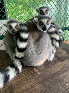 那須ワールドモンキーパークに投稿された画像（2022/1/7）