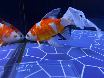 すみだ水族館に投稿された画像（2022/1/7）