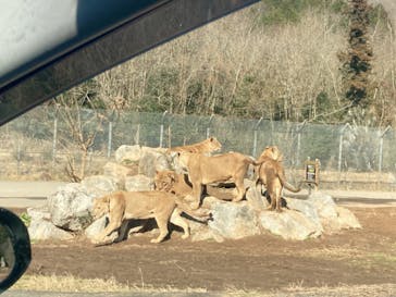 秋吉台自然動物公園 サファリランドに投稿された画像（2022/1/8）