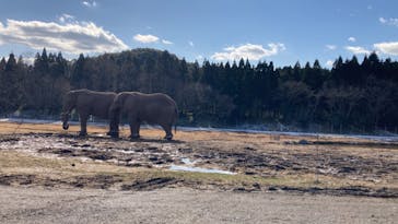 秋吉台自然動物公園 サファリランドに投稿された画像（2022/1/8）