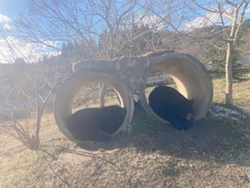 秋吉台自然動物公園 サファリランドに投稿された画像（2022/1/8）