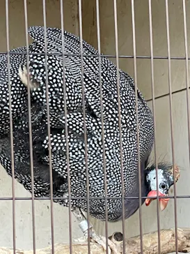 天王寺動物園に投稿された画像（2022/1/8）