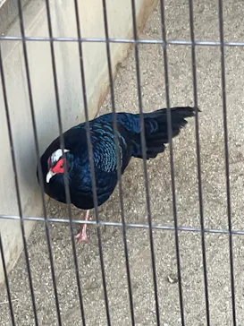 天王寺動物園に投稿された画像（2022/1/8）