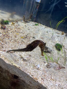 伊豆・三津シーパラダイスに投稿された画像（2022/1/8）