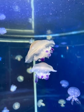 新江ノ島水族館に投稿された画像（2022/1/8）