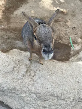 神戸どうぶつ王国に投稿された画像（2022/1/8）