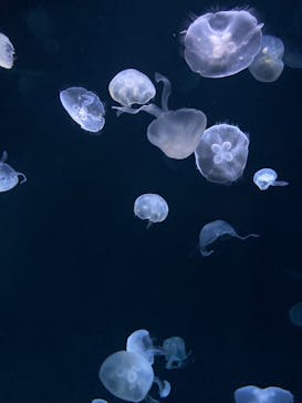 サンシャイン水族館に投稿された画像（2022/1/8）