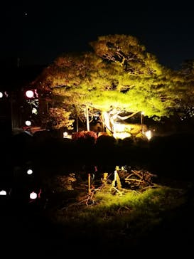 NAKED ヨルモウデ 平安神宮に投稿された画像（2022/1/8）