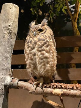 Moff animal world MARK IS みなとみらい店に投稿された画像（2022/1/8）