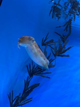 サンシャイン水族館に投稿された画像（2022/1/8）