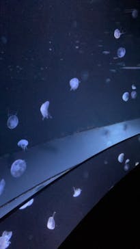 サンシャイン水族館に投稿された画像（2022/1/8）