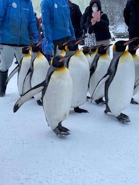 旭川市旭山動物園に投稿された画像（2022/1/8）