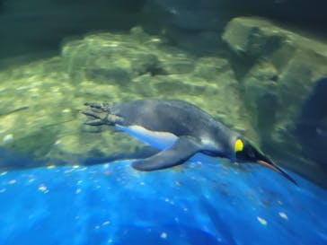 マクセル アクアパーク品川に投稿された画像（2022/1/8）