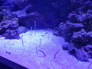 マクセル アクアパーク品川に投稿された画像（2022/1/8）