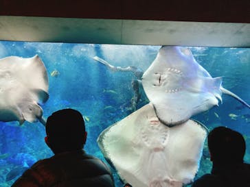 大分マリーンパレス水族館 「うみたまご」に投稿された画像（2022/1/8）