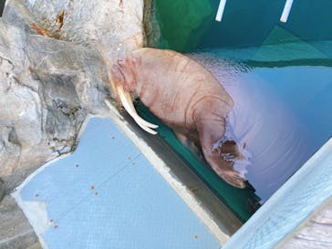 大分マリーンパレス水族館 「うみたまご」に投稿された画像（2022/1/8）