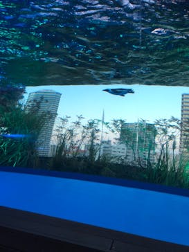 サンシャイン水族館に投稿された画像（2022/1/8）