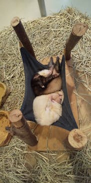 Moff animal cafe イオンモール幕張新都心店に投稿された画像（2022/1/8）