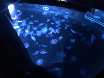 すみだ水族館に投稿された画像（2022/1/8）