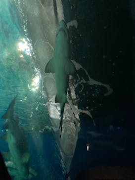 アクアワールド茨城県大洗水族館に投稿された画像（2022/1/8）