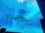 沖縄美ら海水族館に投稿された画像（2022/1/8）