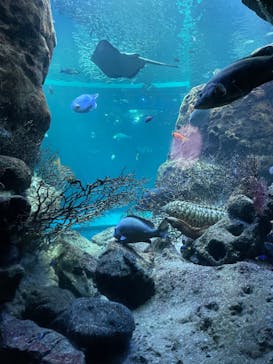 新江ノ島水族館に投稿された画像（2022/1/8）