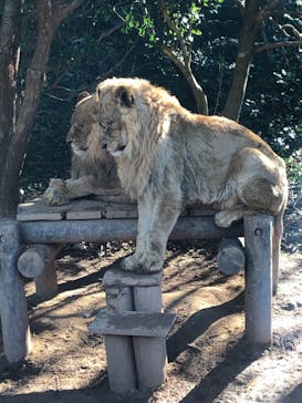 秋吉台自然動物公園 サファリランドに投稿された画像（2022/1/8）