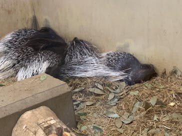 東武動物公園に投稿された画像（2022/1/8）