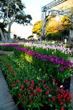 江の島シーキャンドルに投稿された画像（2022/1/8）