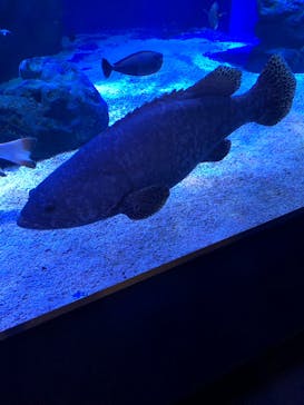 マクセル アクアパーク品川に投稿された画像（2022/1/9）