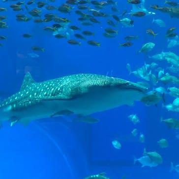 沖縄美ら海水族館に投稿された画像（2022/1/8）