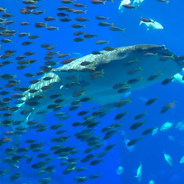 沖縄美ら海水族館に投稿された画像（2022/1/8）