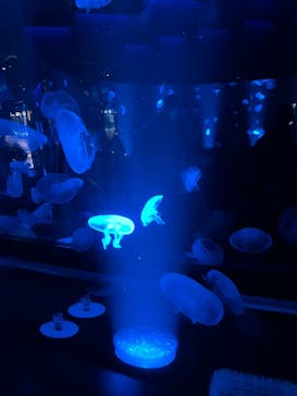 京都水族館に投稿された画像（2022/1/9）