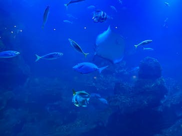 京都水族館に投稿された画像（2022/1/9）