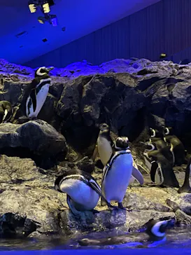 すみだ水族館に投稿された画像（2022/1/9）