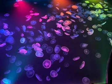 すみだ水族館に投稿された画像（2022/1/9）