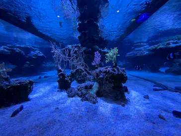 すみだ水族館に投稿された画像（2022/1/9）