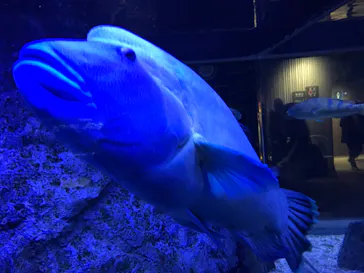 すみだ水族館に投稿された画像（2022/1/9）