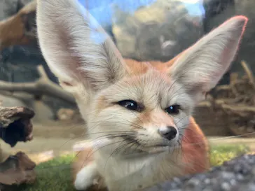 神戸どうぶつ王国に投稿された画像（2022/1/9）