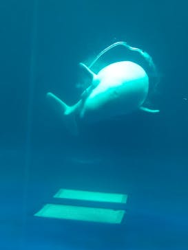 島根県立 しまね海洋館に投稿された画像（2022/1/9）