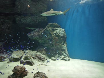 マクセル アクアパーク品川に投稿された画像（2022/1/9）