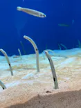 仙台うみの杜水族館に投稿された画像（2022/1/9）